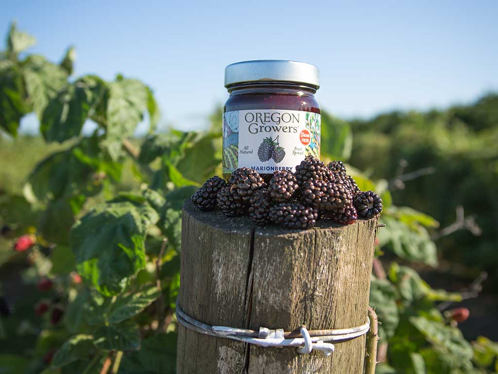 A jar of Oregon Growers Marionberry Jam is sitting on a fence post in the foreground, with a Marionberry farm in the background.