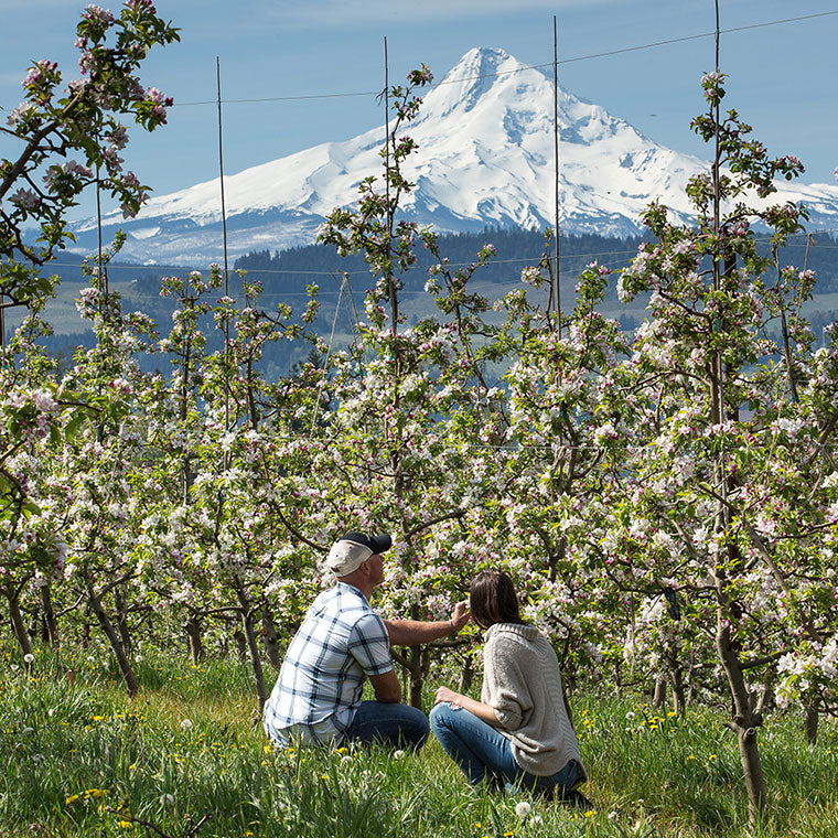 Blossoming apple orchard in Hood River Oregon with backdrop of Mt. Hood.