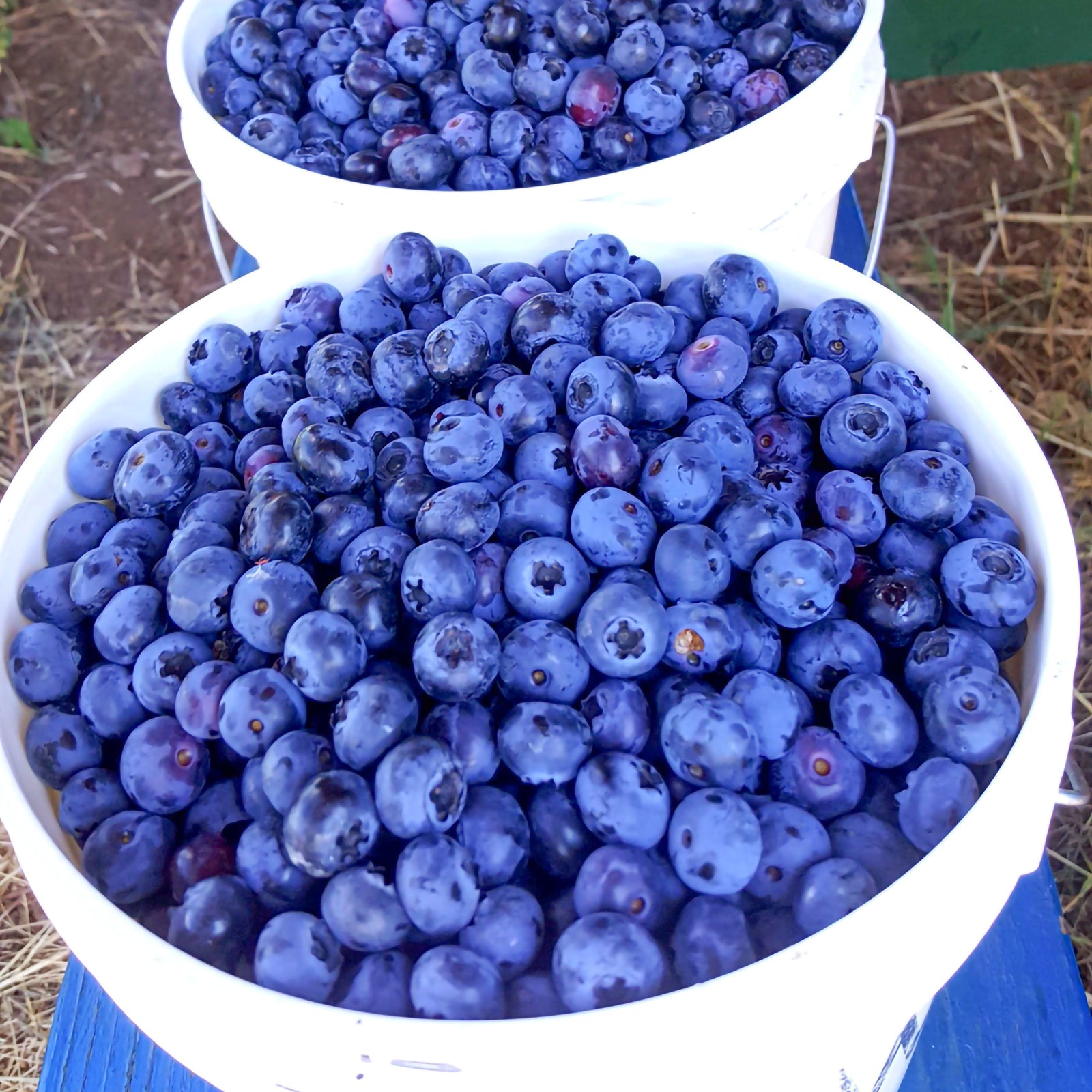 Two buckets filled with blueberries on the ground.
