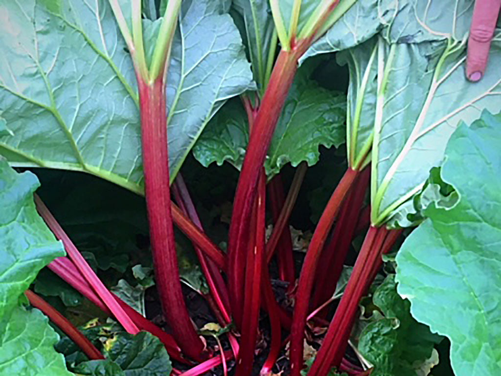 The crimson-red rhubarb plant, the stalks and leaves, are grown by the Kevin Duyck family Farm, an Oregon Growers supplier.