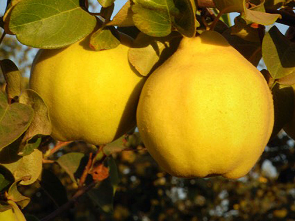 Two bright golden-yellow quince fruits hang from the tree of the Oregon Growers' supplier, Oregon Quinces Farms.
