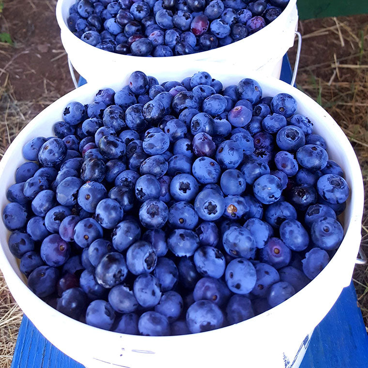 Freshly harvested blueberries in a white gallon bucket.