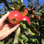A close-up of a hand holding a luscious red apple from an apple tree branch.