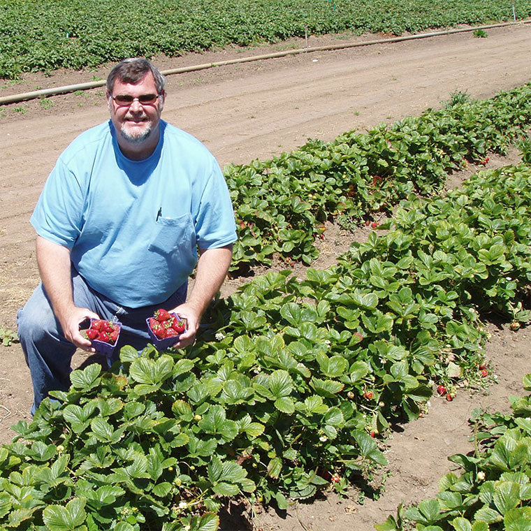 One of our local farmers kneeling next to a row in his agriculture field while holding the fresh strawberries. 
