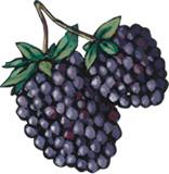 Graphical Page Divider - Marionberry 